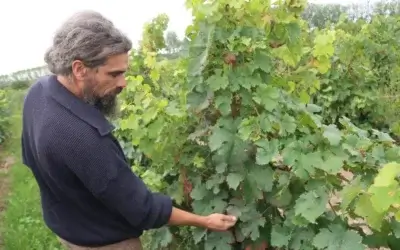 La Lutte Continue Contre la Flavescence Dorée : Les Vignerons de Panzoult et de Cravant-les-Coteaux à l’Œuvre